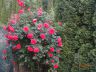 Ruže zo záhrady p. Porubčanovej